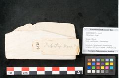Foto (Objekt + Etikett) von Arbutus serra Unger (NHMW-GEO-2024-0188-8179)
